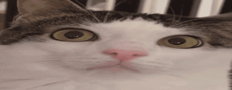 plnk animated emote