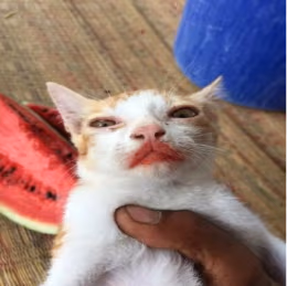 Watermelon_Cat emote