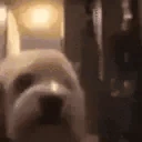 POGGERS emote