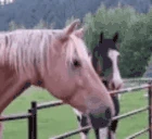 HorseJAM emote