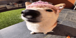 popipopipipopipo