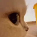 1 emote