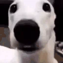 DogLookingSussyAndCold emoji