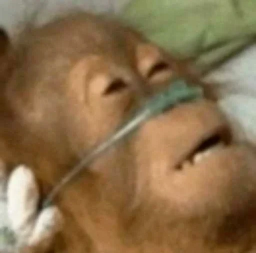 monkeyhelp emote