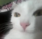 el emote
