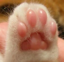 TOEBEANS emoji