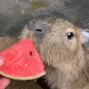 melon emote