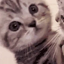 moreCheck emote