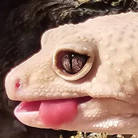leopardgeckolick static emote