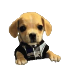 bork emote