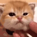 catnya emote