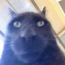 bro emote