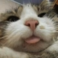 derp_cat emote