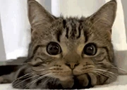 watching emote