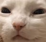 CE_Squint2 emote