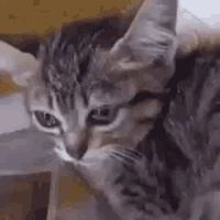 cat_cry emote