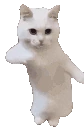 CatTime emote