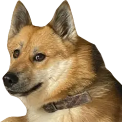 doge2 emote
