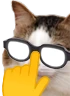 kiisu_trumpf emote