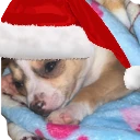 ChristmasDogCry emote