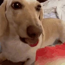 DogLookingSussyAndMelon emoji