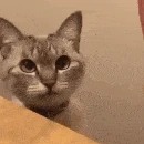 Cat_highfive emote
