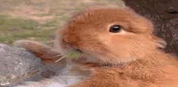 tak emote