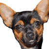 Chihuahua emote