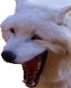 KEKWolf emote
