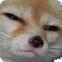 Stare1 emote