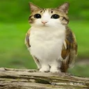 Meowl emote