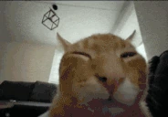 buhroar emote