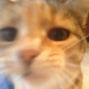 blurry_cat static emote