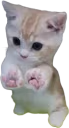toebeans emote