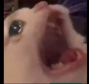 Cat_In_Agony emote