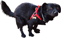 Nuno emote
