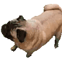 Pugnado animated emote