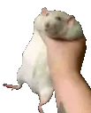 ratSHAKE emote