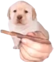 QUIERES emote