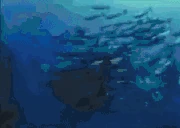 WaterMonkey emote