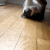 Cat_slide animated emote