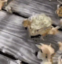 frogJUMP emote