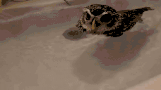 swimin animated emote