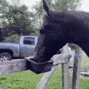 HorseAlert emote