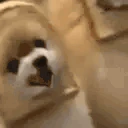breadTalk emote