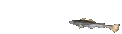 FishSpin emote