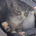 alrightJail emote