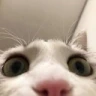 CE_Looking4 emote