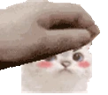 petCat emote