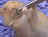 hamster emote
